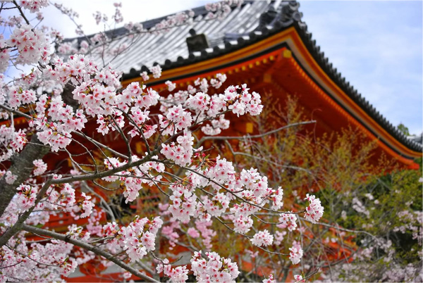 京都のさくら